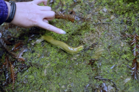A photograph of a banana slug in Muir Woods.