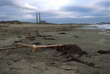A beached seal and factory billowing smoke into the air near Monterey, California.