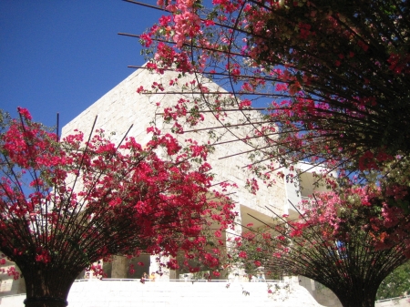 Flowers outside the Getty Musuem in Los Angeles, California.