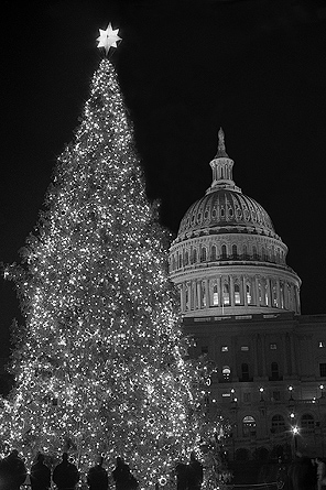 The Capitol Christmas (or Holiday) Tree in Washington, D.C.
