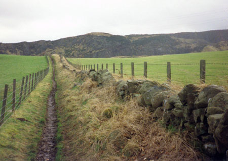 A very green cattle trail in Scotland.