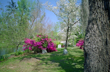 Spring flowers blooming in full glory near Charleston, South Carolina.
