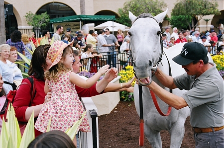 A young racing fan pets a thoroughbred in the winner's circle at the Del Mar racetrack in San Diego, CA.