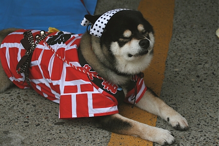 A dog dressed in a yukata