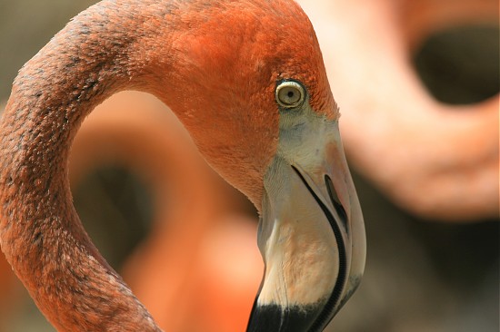 A flamingo at the San Diego Zoo.