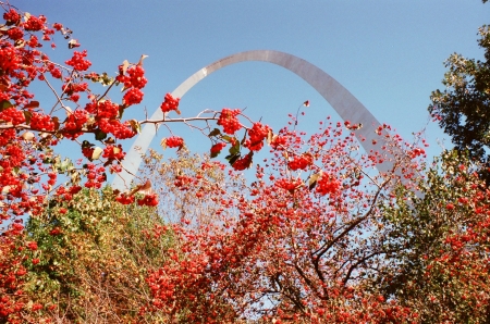 Red holly berries on a tree in the Gateway Arch Memorial Park in Saint Louis, Missouri.