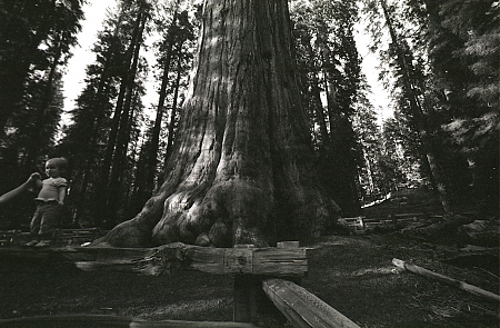 A small child near the base of the General Sherman in Sequoia National Park.