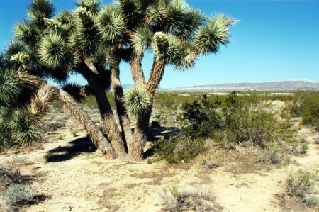 A photograph of a Joshua Tree.