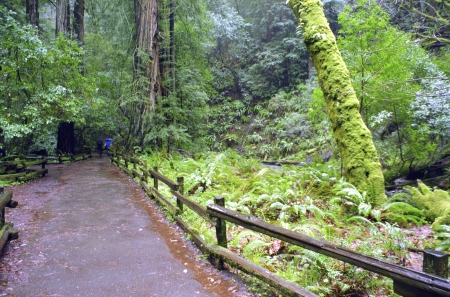 A photograph of a path winding through Muir Woods.