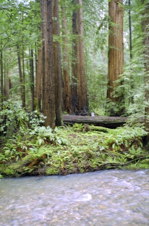 A small brook in Muir Woods.