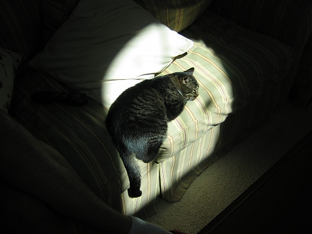 A photography of little Normie relaxing in a sun spot on the couch.