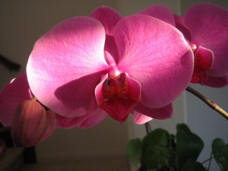 Close-up macro view of an orchid flower's inner and outer whorls.