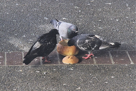 Pigeons munching on a bread bowl in San Francisco, CA.