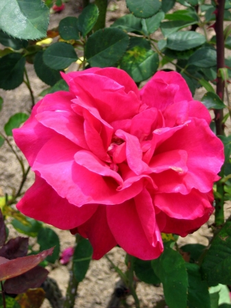 An attractive flower in the gardens at the Inn at Rancho Santa Fe.