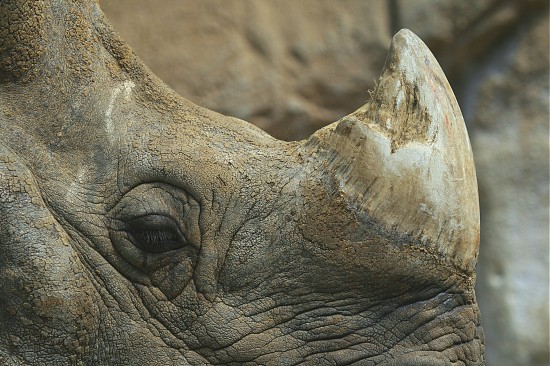 An Indian Rhinoceros at the San Diego Zoo