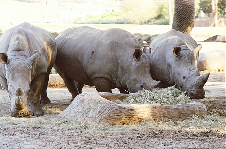 Three rhinoceros eating lunch at the Wild Animal Park in San Diego, CA.