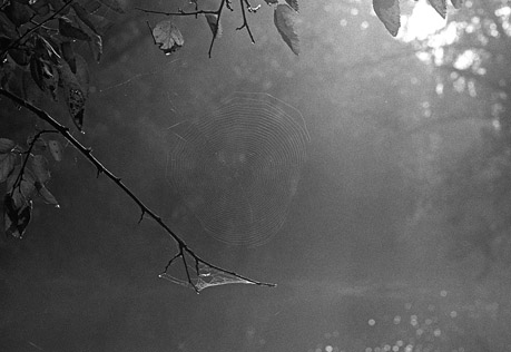 A spider web in the morning light along the banks of the Rappanhannock River in Virginia.