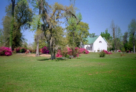 Oak trees draped with spanish moss near a parish church outside Charleston, SC.