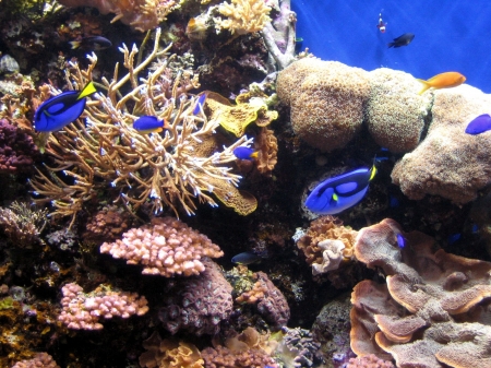 Tropical tang fish at the Monteray Bay aquarium in California.