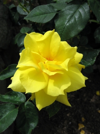 A breathtaking close-up of a spring Camellia flower in full bloom.