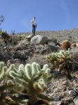 Tom overlooking cacti in the Anza-Borrego desert.