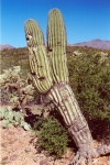 A view of a a saguaro cactus in the Arizona desert.