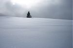 An evergreen tree engulfed in snow in McCoy Park in Vail, Colorado.