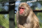 A Japanese monkey at Odawara Castle