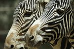 Two zebra faces at the San Diego Zoo.